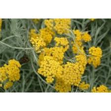 Image result for Helichrysum keilii