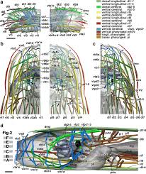 Indicate, using the letters provided, where each muscle group is on the diagram. Neurobiology Of The Basal Platyhelminth Macrostomum Lignano Map And Digital 3d Model Of The Juvenile Brain Neuropile Springerlink