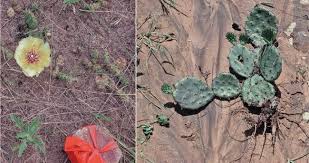The clover plant is a member of the vascular group. Opuntia Fragilis In Illinois