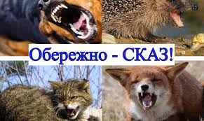 Застереження про небезпеку сказу