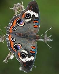 Flowers Roses And Orchids Are Enticing To Our Eyes This Board Also Include The Butterfly World Let S Look Beautiful Butterflies Butterfly Butterfly Photos