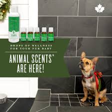Tea tree is likely the most well known, and limonene. Young Living S Animal Scents Essential Oil And Pet Care Line Has Arrived In Canada Essential Oils International Living An Oily Lifestyle