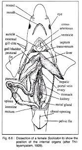 Scoliodon Distribution Structure And Sense Organs Dogfishes