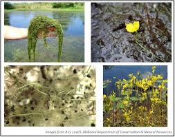 Kuvahaun tulos haulle bladderwort plant