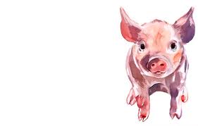 wallpaper white background pig pig