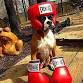UFC  Barks & Brawls event image