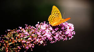 1680x1050 Beautiful Butterfly 4k 1680x1050 Resolution Hd 4k Wallpapers Images Backgrounds Photos And Pictures