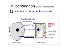 Maybe you would like to learn more about one of these? Cells Ppt Download