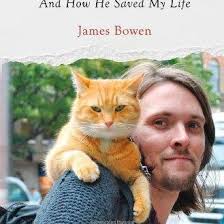 Katten Boeken Bibliotheek