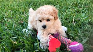 Very low prices could be a red flag, and you may find that you will be spending the money you save on vet bills instead. Maltipoo Or Maltese Poodle Mix For Sale In Ocala Florida Micheline S Pups