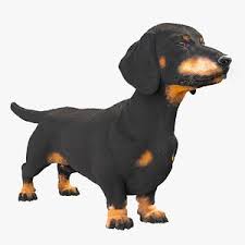 You can buy and sell your pets in all major cities of pakistan that includes, karachi, lahore, islamabad, rawalpindi, peshawar. Dachshund 3d Models For Download Turbosquid