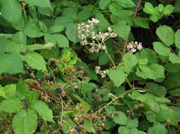 Flowers, flower, blackberry bush, blackberry, plant life, plants, garden, gardens, gardening, wildlife, art photo, fine art, summer, springtime, beautiful, pretty flower. Himalayan Blackberry Identification And Control Rubus Bifrons Or Rubus Armeniacus King County