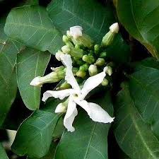 Image result for Tabernaemontana ventricosa