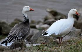 Snow Goose Snow Goose Goose Bird Watchers