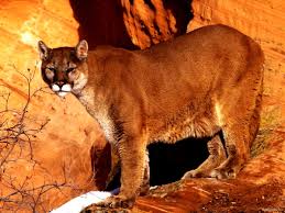 Check spelling or type a new query. Puma Wallpapers Hd Download Free Backgrounds