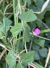 Image result for Dolichos trilobus