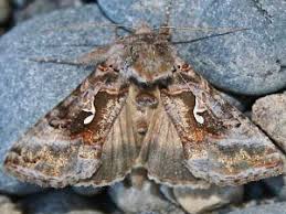 Image result for Autographa macrogamma