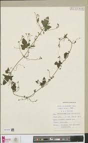 Image result for Kedrostis nana