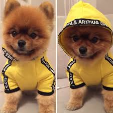 Fashion Dog Clothes Spring Pets Dogs Clothing For Small Medium Dogs Costume In 2020 Dog Clothes Dog Fashion Clothes Dog Costumes Funny