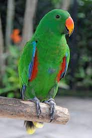 Irene pepperberg, may be the reason for the popularity of this species, and certainly for its high profile. Green Parrot By Mc27 Green Parrot Parrot Green Parrot Bird