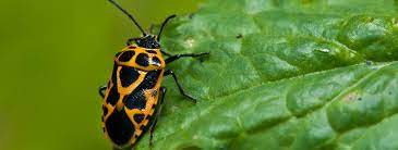 Harlequin beetle , acrocinus longimanus (cerambycidae). Wee Harlequin Bugs Beetle Bug Facts Control Methods