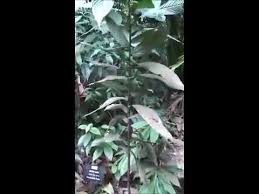 Gejala penyakit asam urat itu biasanya begini. Cikgu Naza Urat Daun Jejala Dan Selari