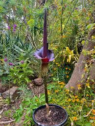 Image result for Rinorea laurentii