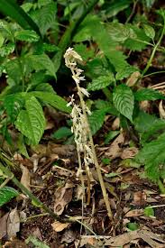 Image result for Epipogium roseum