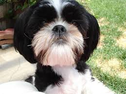 Black And White Maltese Shih Tzu Puppy Buster7 26 09 113222304 Std Jpg Shih Tzu Shih Tzu Grooming Shih Tzu Long Hair