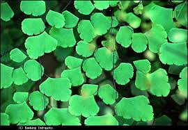 Check spelling or type a new query. Biologi Gonzaga Paku Suplir Adiantum