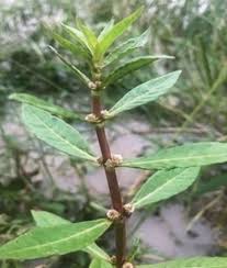 Image result for Bergia capensis