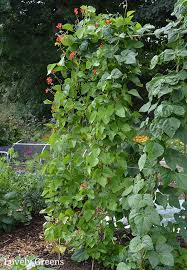 Corkscrew vine is an oddity with strange lavender flowers that twine upon themselves. Edible Perennial Gardening Plant These 70 Edibles Once And Harvest For Years Lovely Greens