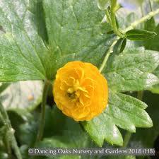 Image result for Ranunculus volkensii