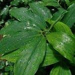 Image result for Costus afer