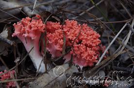 Image result for Panicum graciliflorum