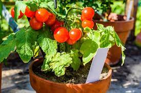 Check spelling or type a new query. 4 Tanaman Sayur Yang Dapat Ditanam Di Dalam Pot Halaman All Kompas Com