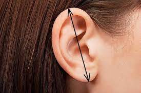 Pair Of Efl Ear Cuffs Moon Flowers Ear Cuff Elf Ears Etsy In 2021 Double Helix Piercing Ear Pimple Helix Piercing