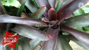The plant is prized for its thick foliage that grows in a natural rosette. Jenis Tanaman Hias Bromelia Harga Mulai 45k Bunga Hias Populer Youtube