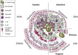 Yao cabrera mujer no exitste, no puede hacerte daño. Frontiers Schistosoma Eggs Iting The Host Granuloma Formation And Egg Excretion Immunology