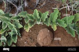 Image result for Cucumis hirsutus