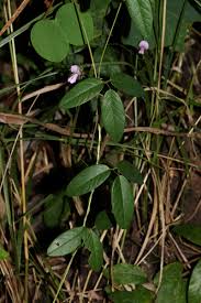 Image result for Galactia striata