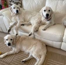 In fact, despite the former's platinum coloring, it is just as much a golden retriever as the darker dog. 8 Best Golden Retriever Breeders In Iowa 2021 We Love Doodles