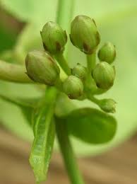 Image result for Cynanchum ledermannii