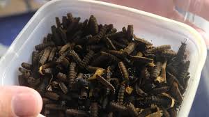 En Touraine L Insecte Fait Son Nid D Innovations