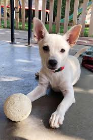 Start your adoption journey online. Home Argos A Shelter Dog Rescue