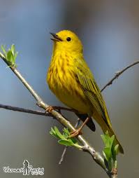 Yellow Birds Of Southern Arizona Yellow Warbler 4 Birds Bird Bird Perch