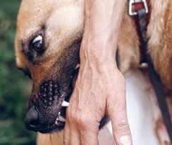 Check spelling or type a new query. How To Stop A Dog From Licking 4 Terrific Tongue Treatments