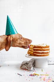 You can fancify any recipe with simple topping additions like a sprinkle of dog treats or. Dog Birthday Cake Recipe How To Make Cake For Your Dog