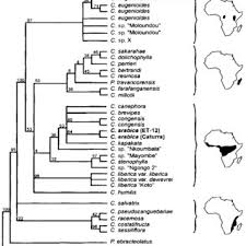 Image result for Coffea salvatrix