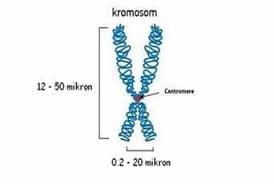 Bagian Kromosom Tempat Terdapatnya Dna Dan Protein Histon Adalah Dna Informasi